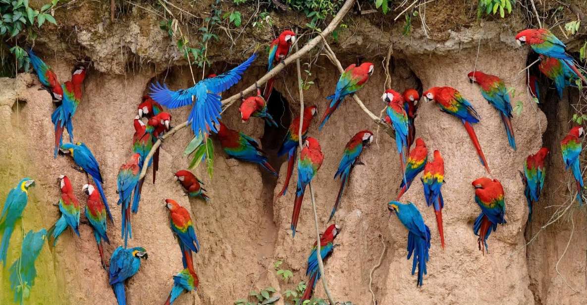 1 tambopata macaw clay lick 2 days 1 night Tambopata Macaw Clay Lick 2 Days/1 Night