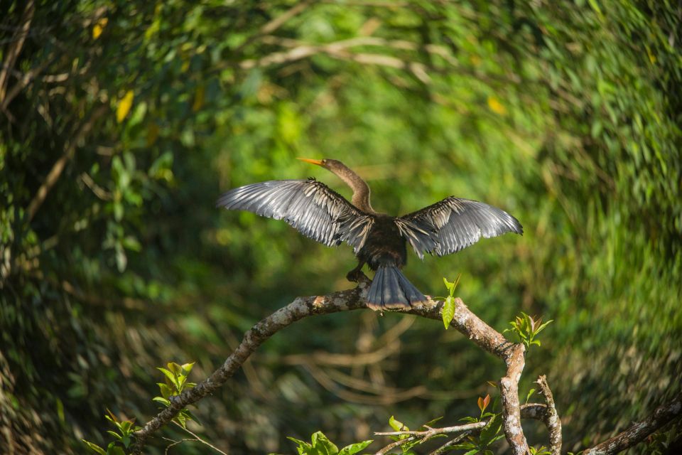 1 tambopata macaw clay lick 4 days 3 nights Tambopata Macaw Clay Lick 4 Days/3 Nights