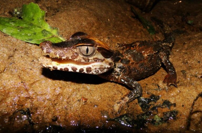Tambopata: Search for Caimans in the Amazon Night Tour