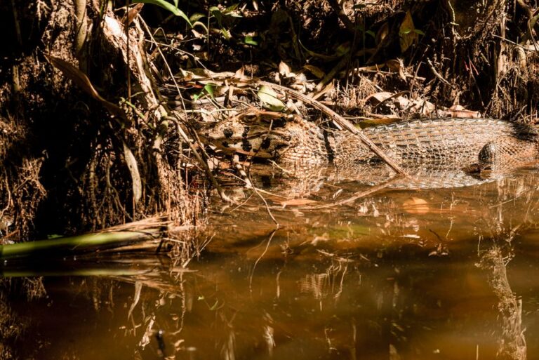 Tambopata Tour 4 Days