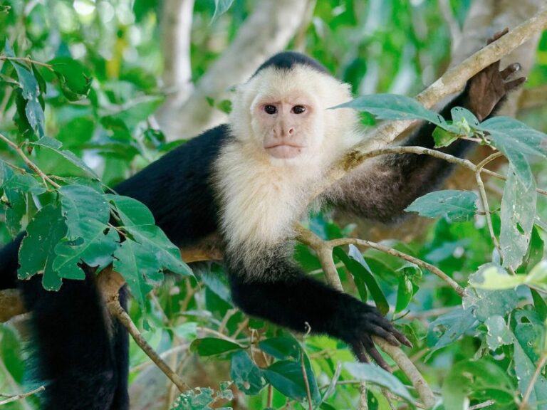 Tambopata: Tour of Monkey Island and Lake Sandoval 3-Days