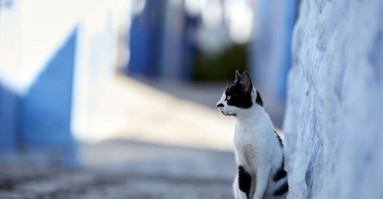 TANGER: Excursion to Tetouand and Chefchaouen