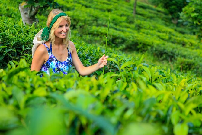 Tea Plantation Tour in Ella, Sri Lanka