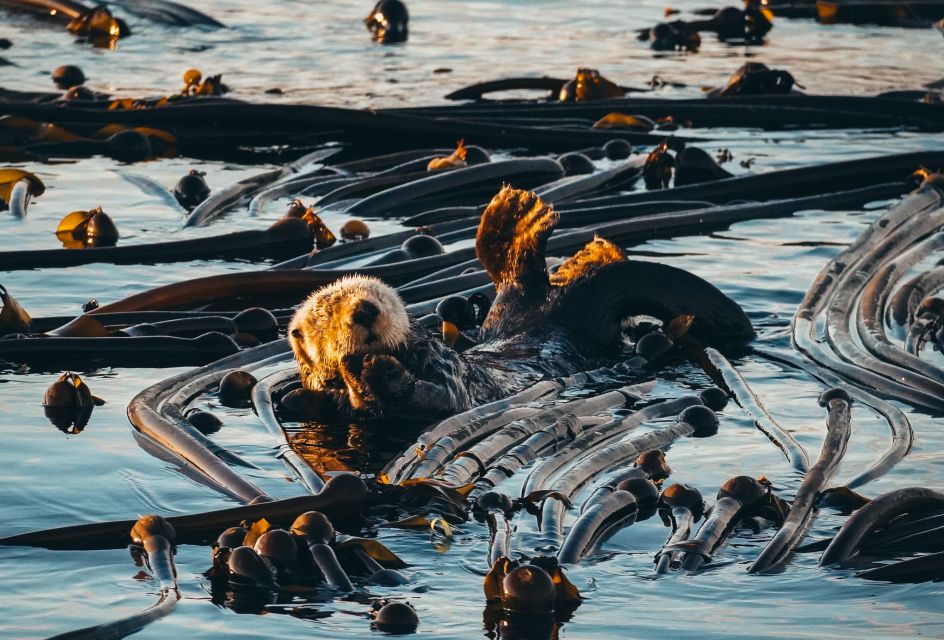 1 telegraph cove 2 hour evening kayak tour Telegraph Cove: 2 Hour Evening Kayak Tour