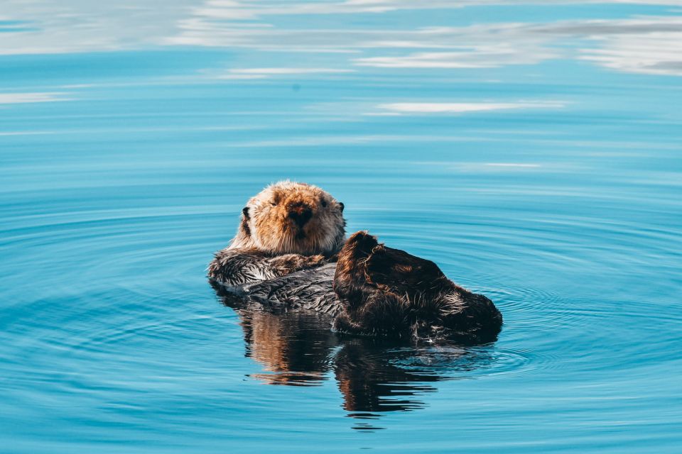 1 telegraph cove half day whale watching tour Telegraph Cove: Half-Day Whale Watching Tour