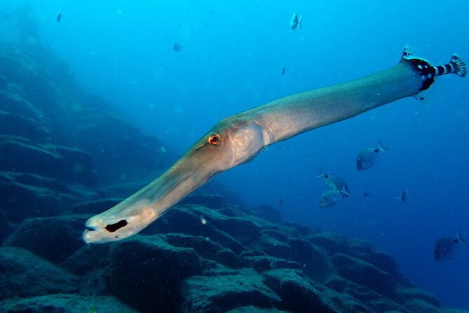 1 tenerife callao salvaje small group snorkeling tour Tenerife Callao Salvaje Small-Group Snorkeling Tour