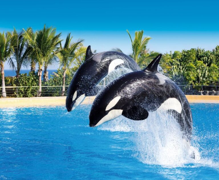 Tenerife: Loro Parque & Siam Park Combined Tickets