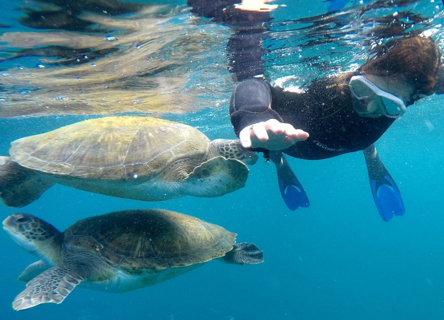 1 tenerife snorkeling trip in a turtle habitat Tenerife: Snorkeling Trip in a Turtle Habitat