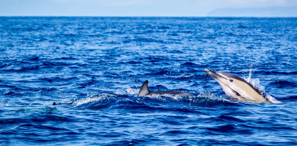 1 terceira boat tour and swimming with dolphins Terceira: Boat Tour and Swimming With Dolphins