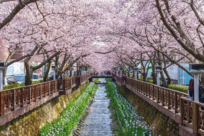 The Beauty of the Korea Cherry Blossom Discover 11days 10nights