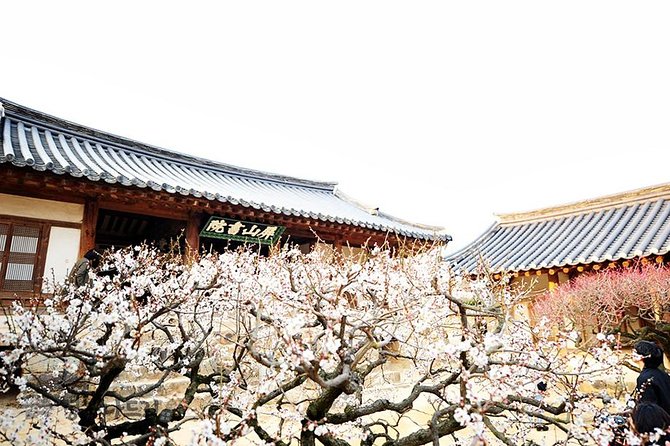 1 the beauty of the korea cherry blossom discover 9days 8nights The Beauty of the Korea Cherry Blossom Discover 9days 8nights