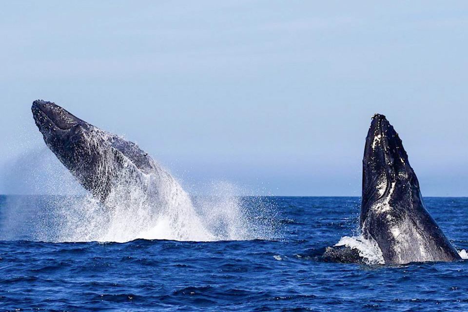 1 the best oahu cruises boat tours The BEST Oahu Cruises & Boat Tours