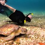 1 the cozumel turtle sanctuary snorkel tour 2 The Cozumel Turtle Sanctuary Snorkel Tour