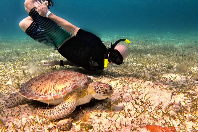 1 the cozumel turtle sanctuary snorkel tour 2 The Cozumel Turtle Sanctuary Snorkel Tour