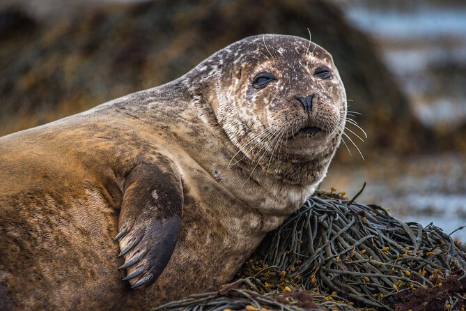 1 the magical snaefellsnes peninsula premium tour 6 person The Magical Snæfellsnes Peninsula Premium Tour 6 Person