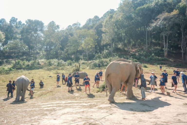 The Ultimate Elephant Experience and Coffee Workshop
