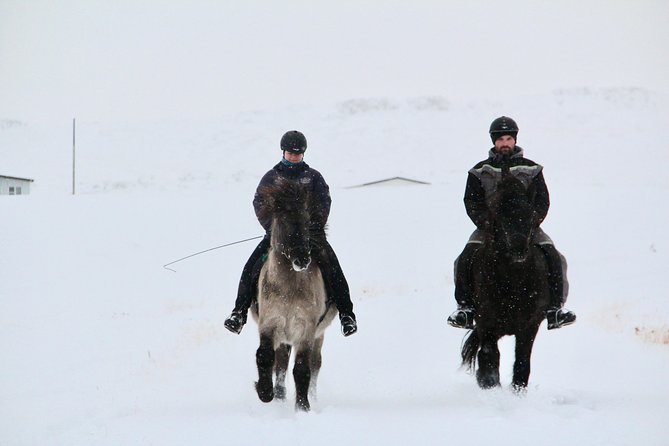 1 the viking north iceland horse riding in winter The Viking North Iceland Horse Riding in Winter Experience