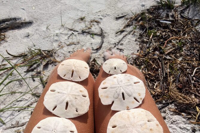 Three Hour Shelling Cruise to Shell Key Preserve From Johns Pass