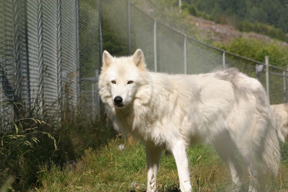 1 tidewater white wolf sanctuary tour and presentation Tidewater: White Wolf Sanctuary Tour and Presentation