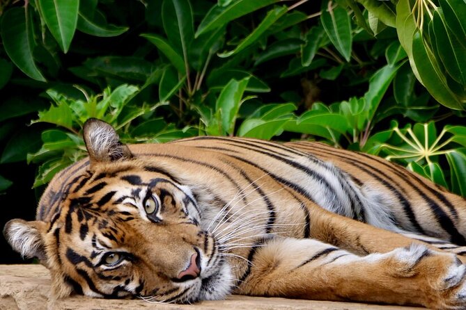 Tiger Experience at Melbourne Zoo – Excl. Entry