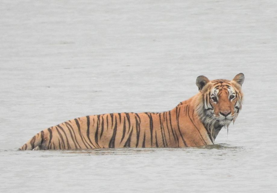 1 tiger tracking wildlife safari tour in bardia Tiger Tracking Wildlife Safari Tour in Bardia
