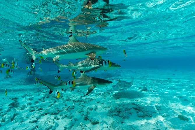 Toa Boat Bora Bora Private Lagoon Tour on Ambassador Boat