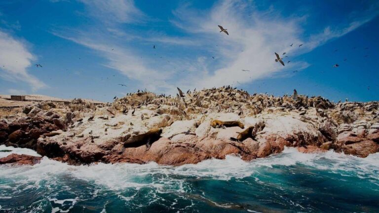 Tour: Ballestas Islands and the Paracas National Reserve