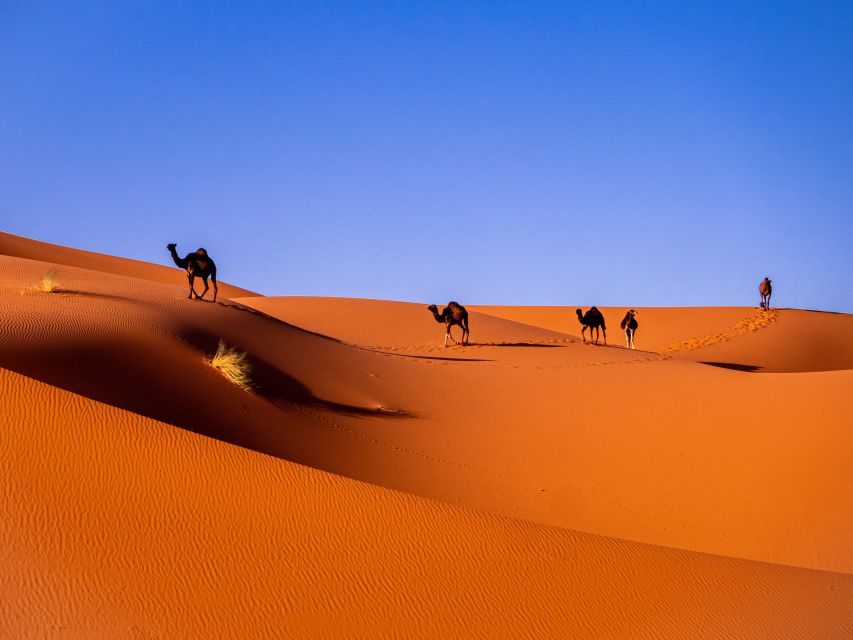 1 tour from marrakech tour 3 days to fes via sahara desert Tour From Marrakech : Tour 3 Days to Fes Via Sahara Desert