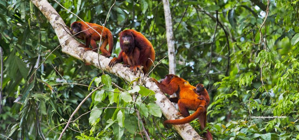 1 tour tambopata sandoval lake 2 days 1 night Tour Tambopata Sandoval Lake 2 Days 1 Night