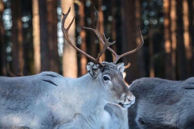 1 traditional reindeer farm visit with a short sleigh ride Traditional Reindeer Farm Visit With a Short Sleigh Ride