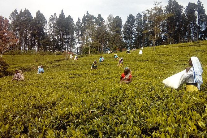 Trekking & Picnic in The Tea Plantation From Ella, Haputale & Bandarawela