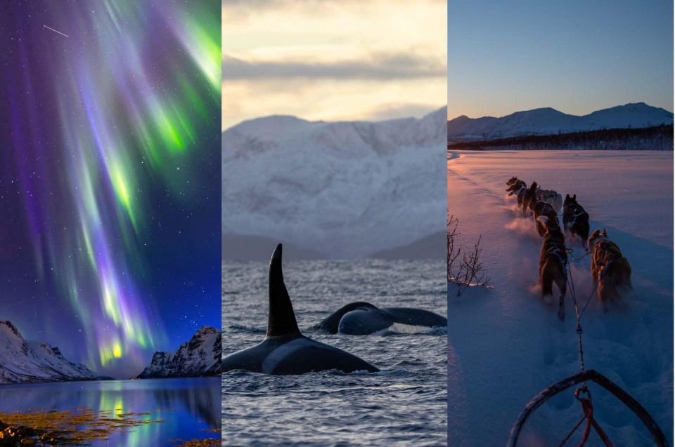 1 tromso 3 days whale watching northern lights dog sledding Tromsø 3-Days Whale Watching, Northern Lights & Dog Sledding