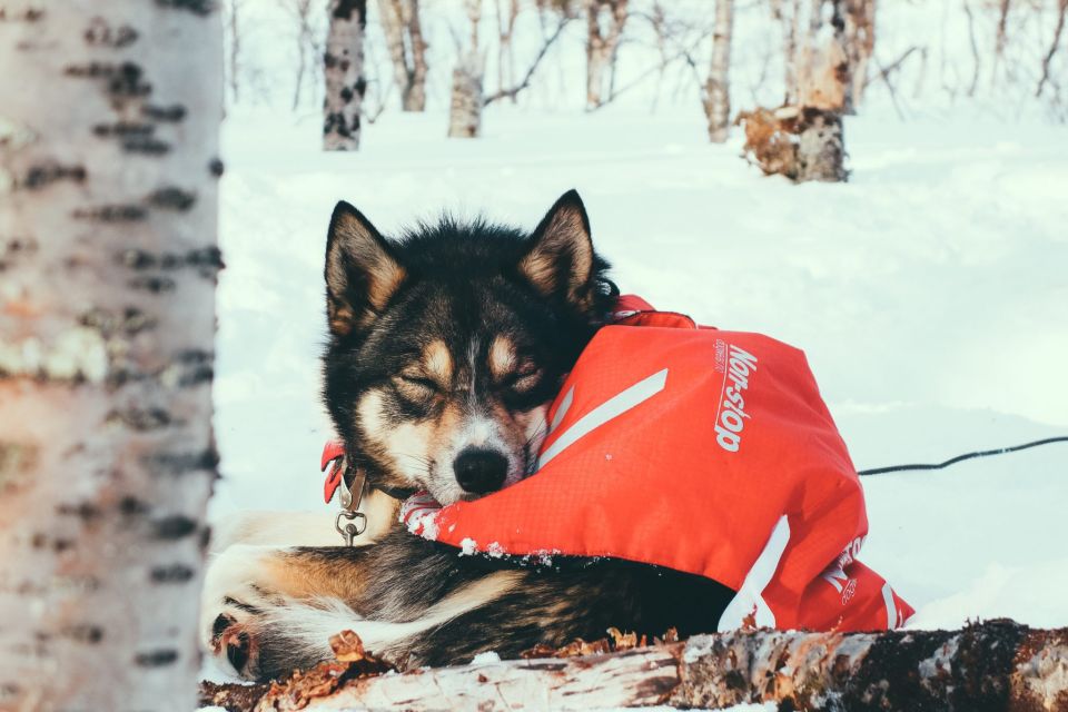1 tromso 8 day dog sledding expedition with alaskan huskies Tromso: 8-Day Dog Sledding Expedition With Alaskan Huskies