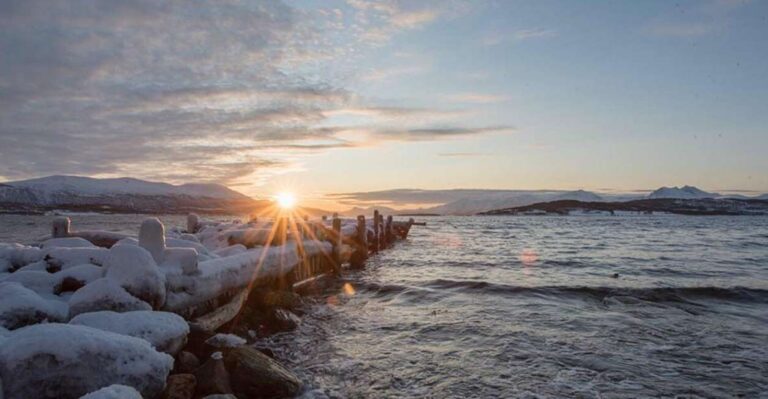 Tromsø: Arctic Sightseeing Tour & Citizen Science Project