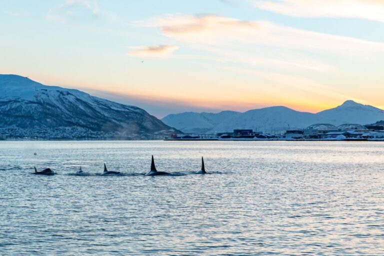 Tromsø: Fjord & History Cruise