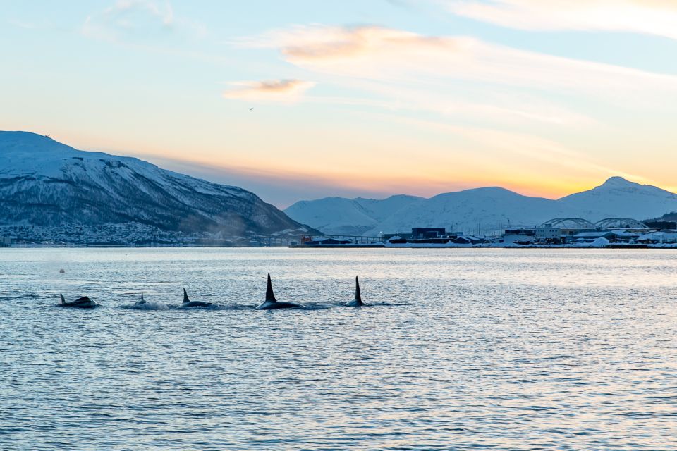 1 tromso fjord history cruise Tromsø: Fjord & History Cruise