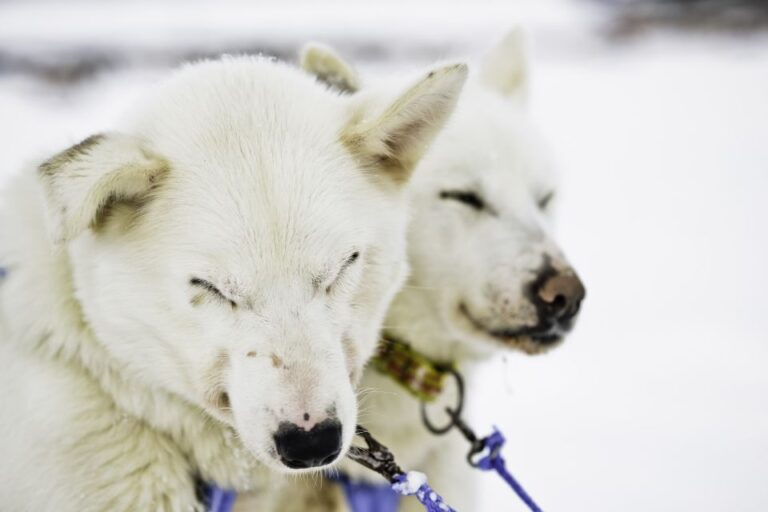 Tromsø: Husky Sled Self-Drive With Traditional Lunch