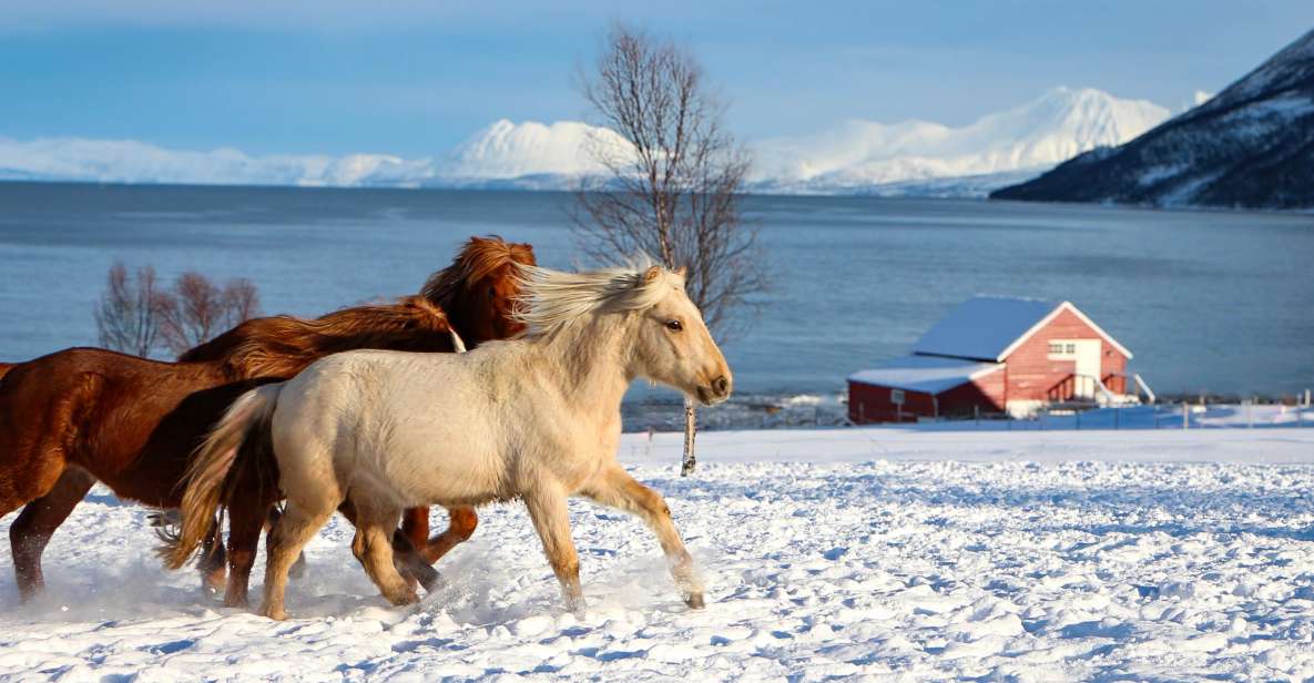 1 tromso lyngen horse stud farm visit Tromsø: Lyngen Horse Stud Farm Visit