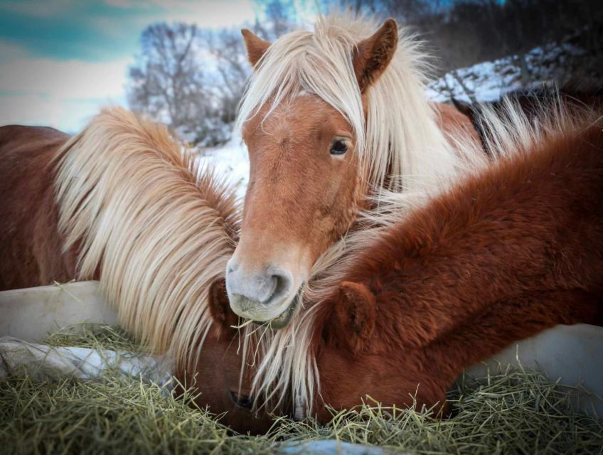 1 tromso lyngen horseback riding Tromsø: Lyngen Horseback Riding Experience