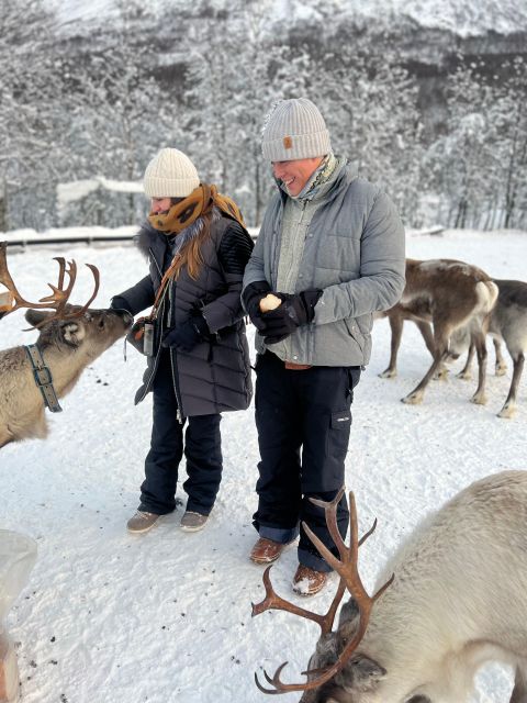Tromsø: Reindeer Experience in Sami-Camp - Experience Description