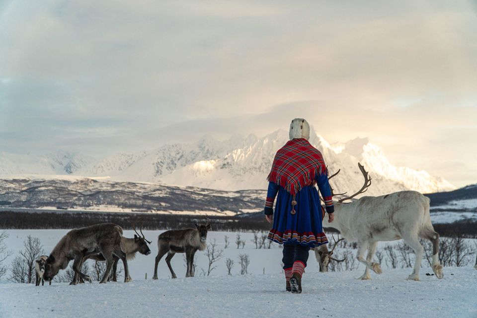 Tromsø: Reindeer Feeding and Sami Cultural Experience