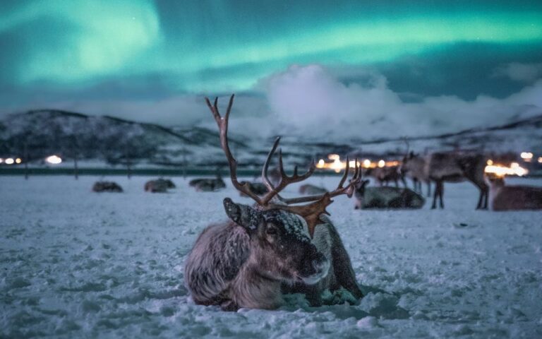 Tromsø: Reindeer Feeding With Chance of Northern Lights