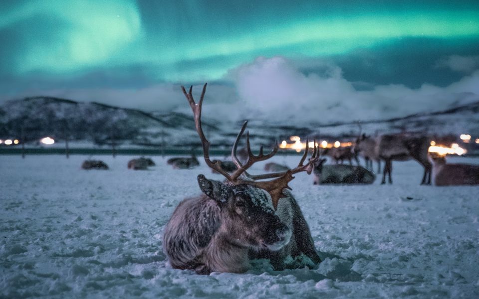 1 tromso reindeer feeding with chance of northern lights Tromsø: Reindeer Feeding With Chance of Northern Lights