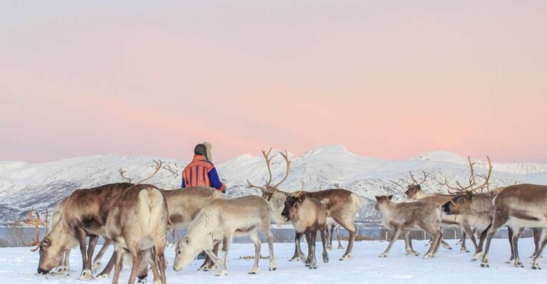Tromsø: Reindeer Ranch and Sami Cultural Tour With Lunch