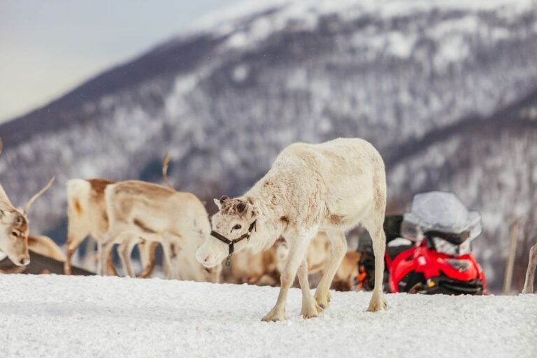 Tromsø: Reindeer Sledding & Feeding With a Sami Guide