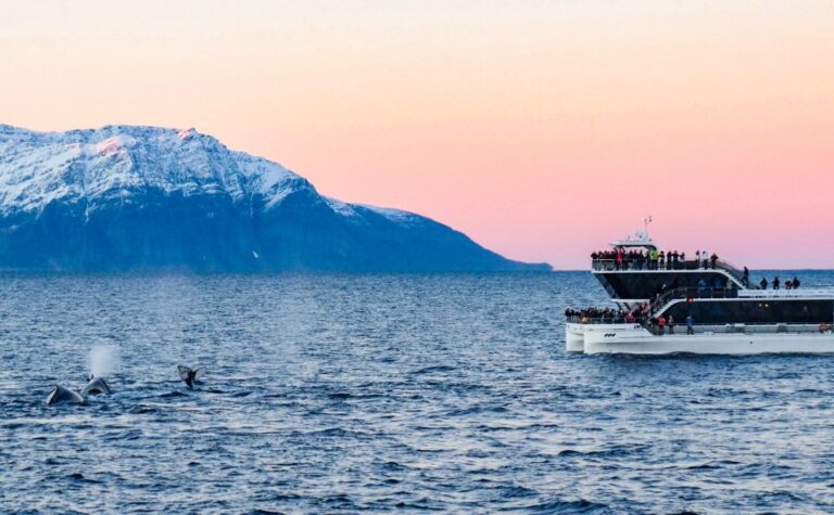 Tromsø: Whale Watching Tour by Hybrid-Electric Catamaran