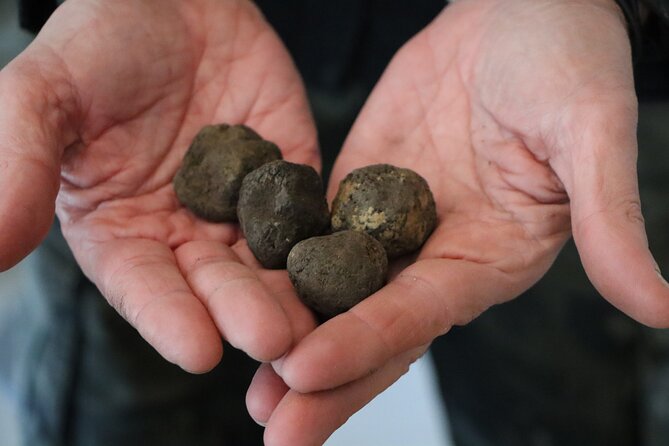 Truffle Hunting in San Miniato Tuscany With Trained Dogs