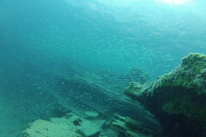 Try Snorkeling in the Sea With the Blue Dolphin Team