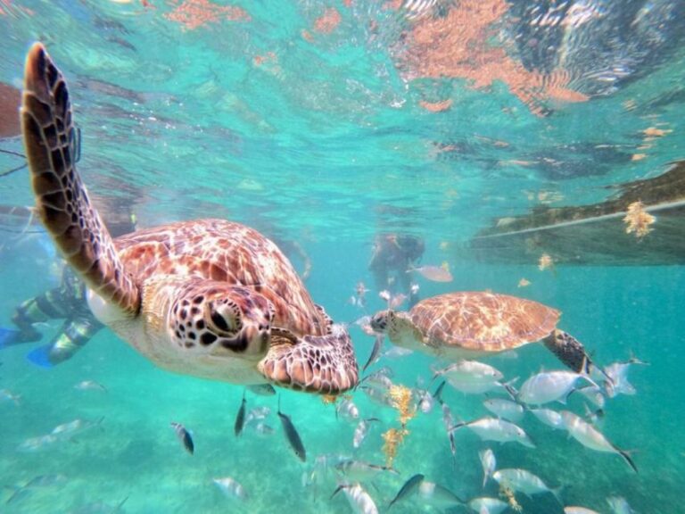 Tulum: Akumal Turtles and Cenote Swim Private Tour