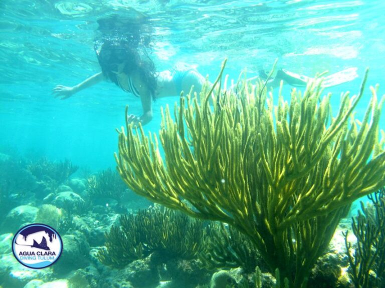 Tulum: Snorkeling Adventure in Cenote and Reef
